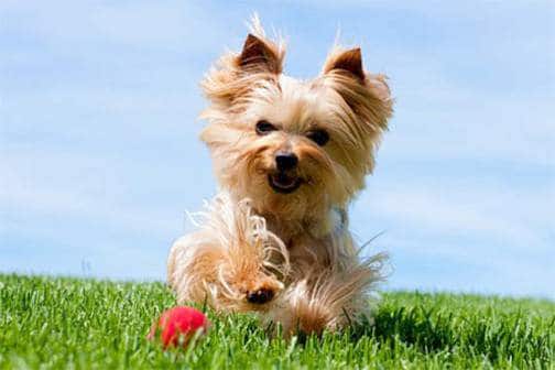 yorkshire terrier