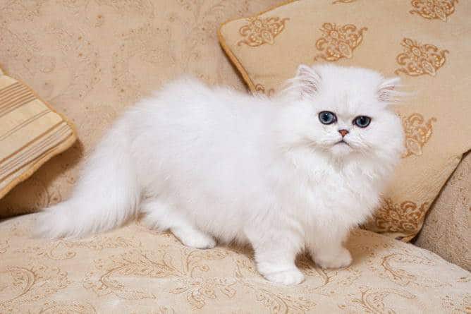 The most beautiful Cat Breeds – Which One Is Your Favor ?
