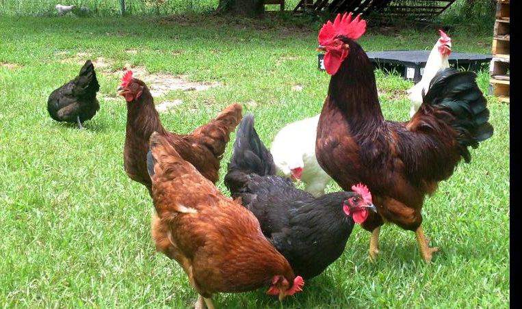 Chicken Pets – Rewarding Activity For The Young And Old Alike