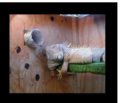 Iguana Lighting – Which are the best heat lamps ?