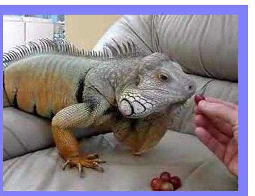 iguana diseases,causes ,symptoms and treatment