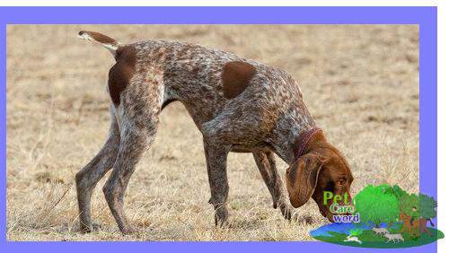 what are the different breeds of hound dogs