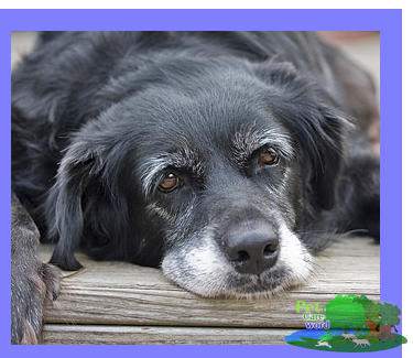 How to Care for Your Aging Pets