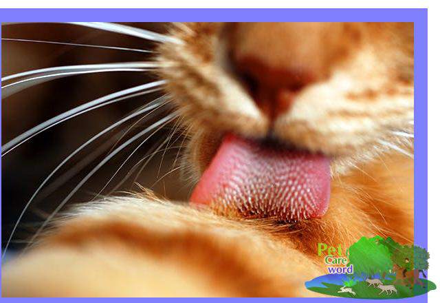 Cat Fleas : Diagnosing And Tackling The Infestation