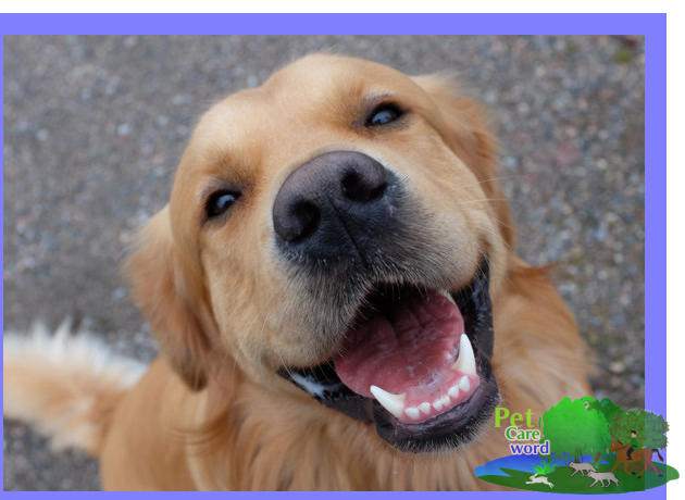 Safe Your Dog From Autumn And Keep Healthy