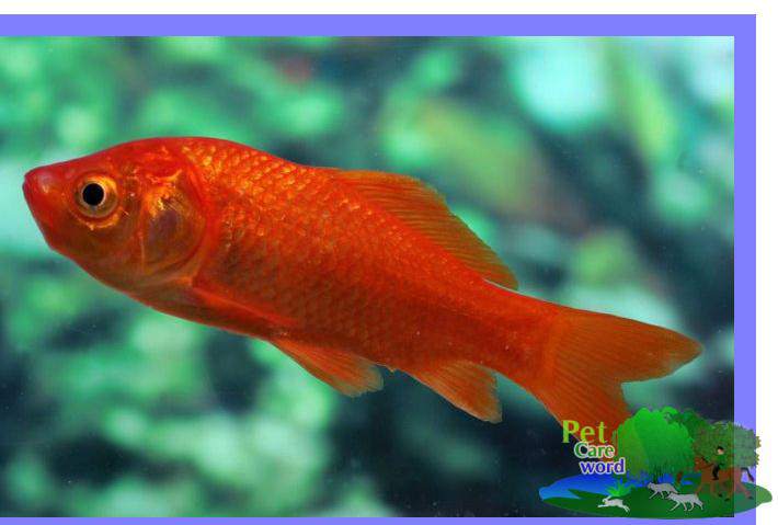 5 the best information Before buying a goldfish