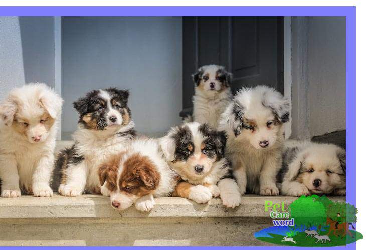 Puppy Care | Raising Your Puppy