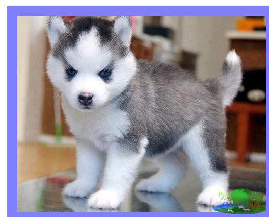 What Is The Usual Asking Price For A Pomsky Puppy?