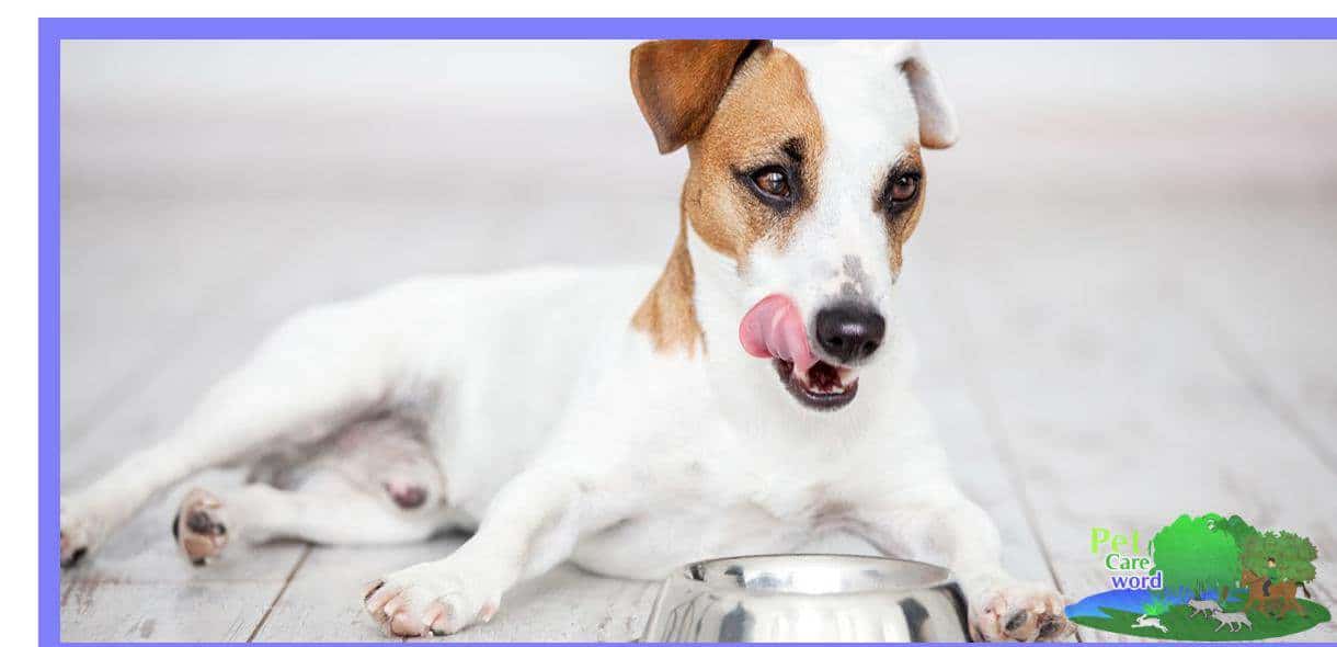 Introducing a New Food to a Puppy