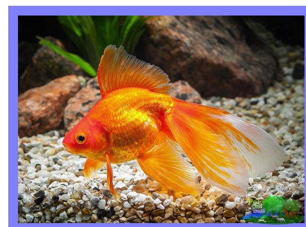 How Long Do Goldfish Live