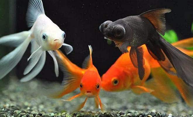 what do goldfish eat