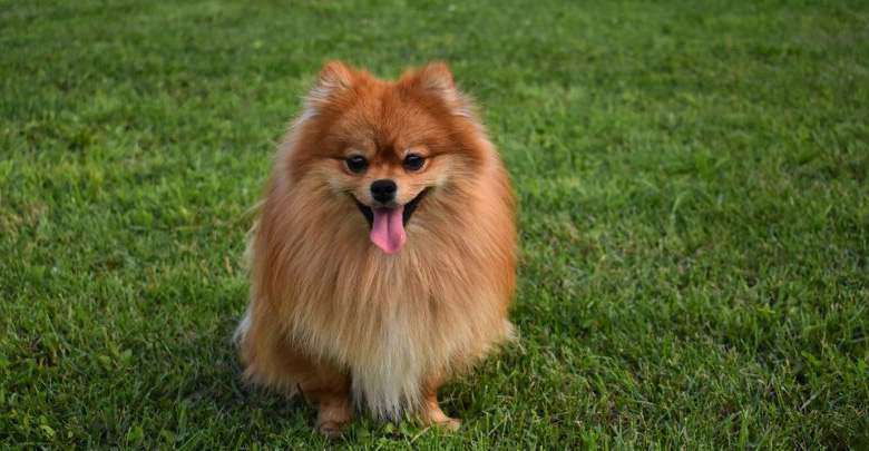 Teacup Pomeranian Size, Personality, Grooming and Sale İnformation