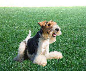 FOX TERRIER