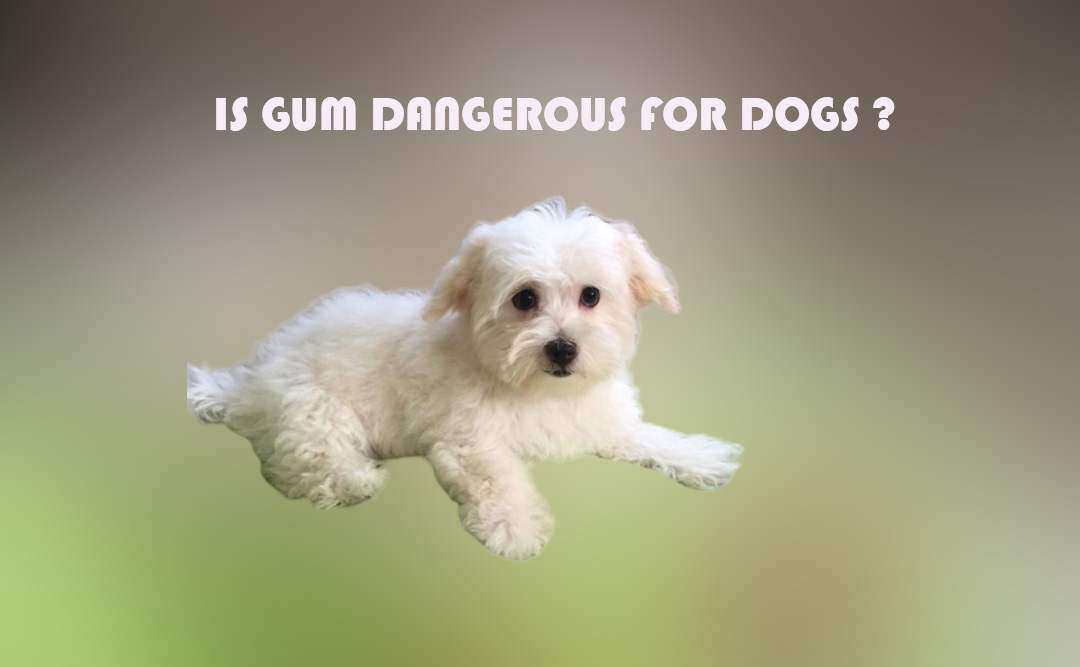 Is Gum Dangerous For Dogs Pet Animal World what-fruits-can-cats-eat