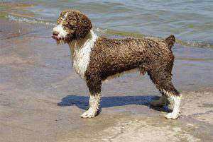 SPANISH WATER DOG