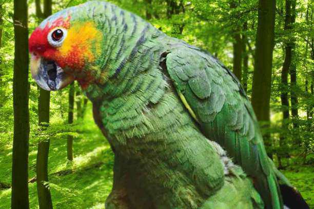 Amazon Parrots Personality,food,care and informations for sale amazon parrots
