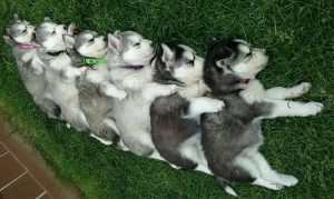 pomsky pictures