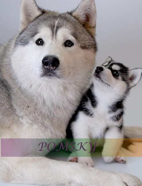 what is a pomsky puppy