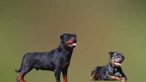 rotweiler