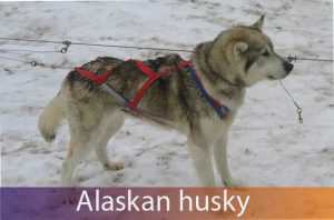 alaskan husky