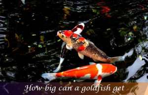 How big can a goldfish get?