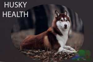 husky health