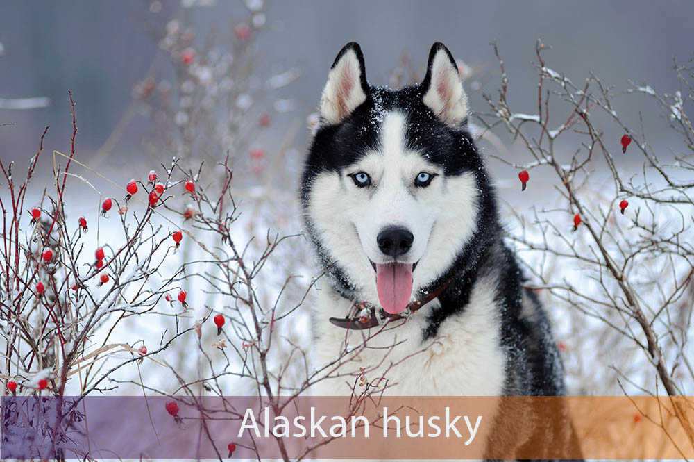 Alaskan husky breed information