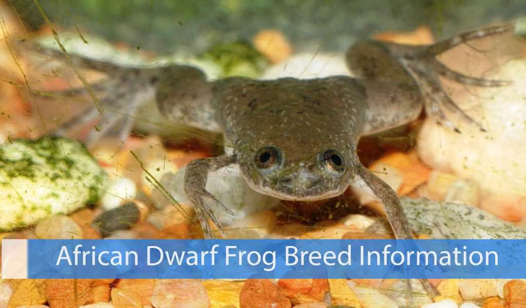 African Dwarf Frog