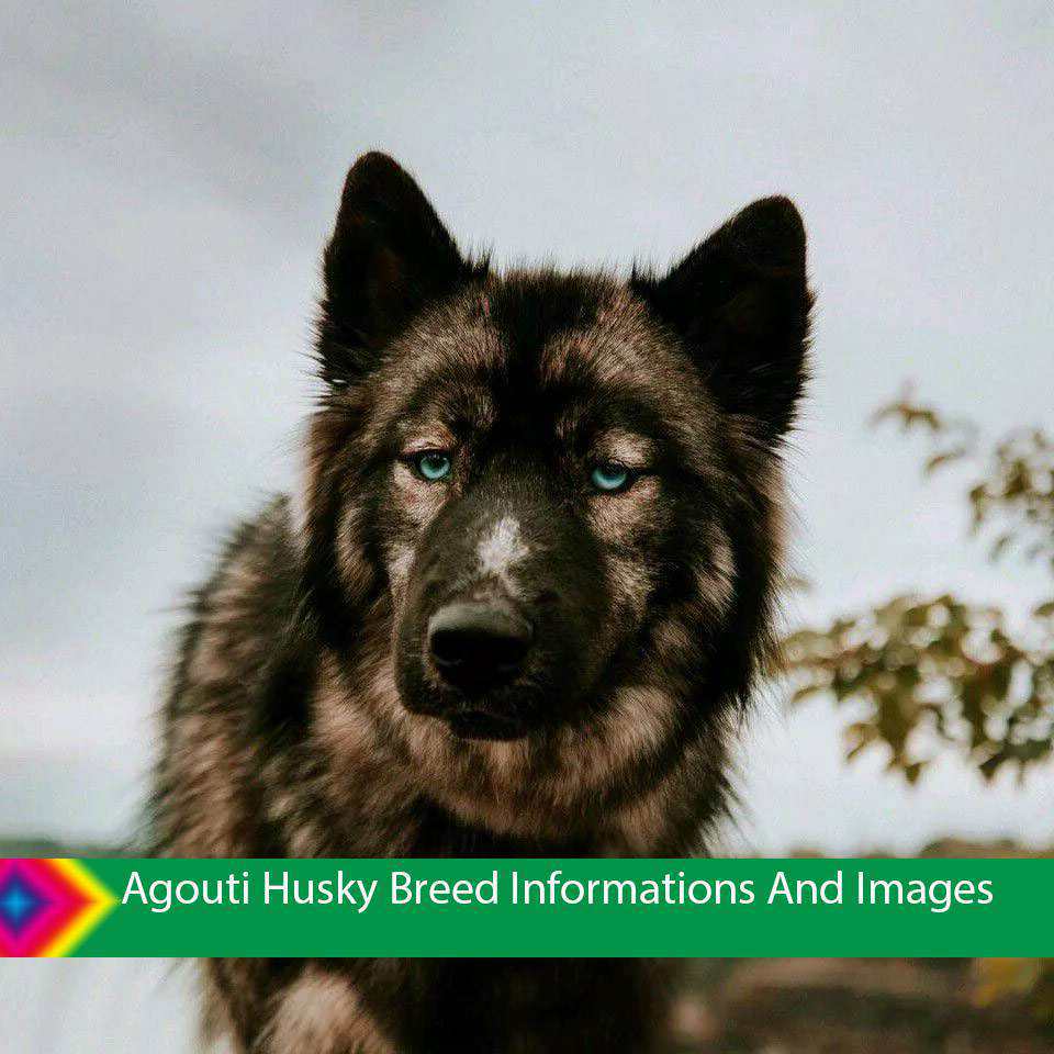 Agouti Husky Breed Informations And Images