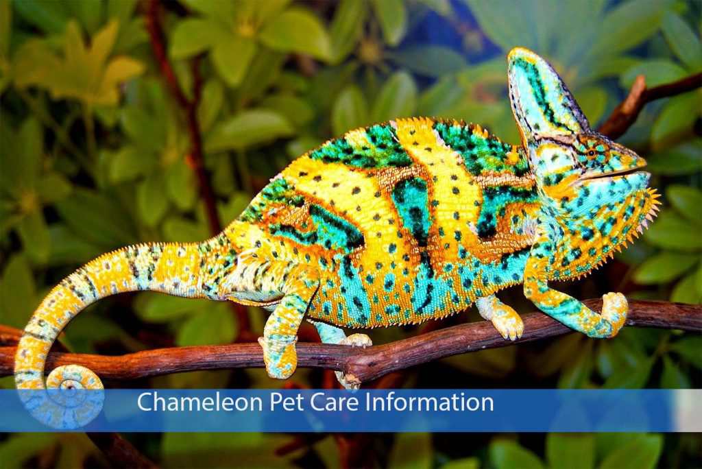  Chameleon Pet 