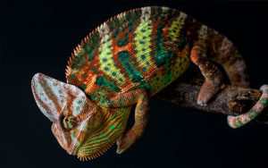  Chameleon Pet 