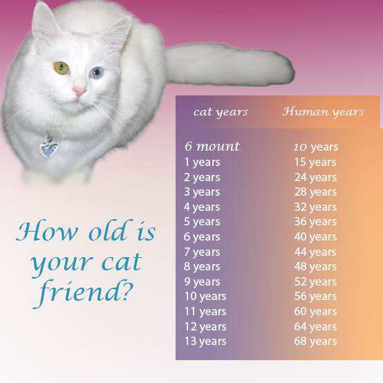 how old is 8 cat years in human years