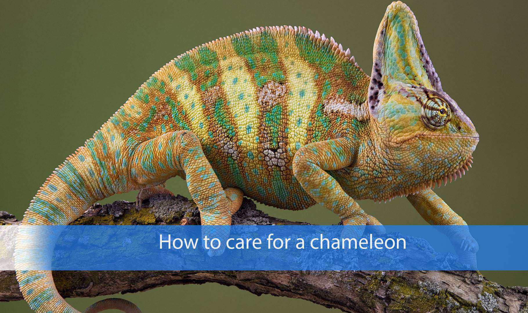 How to best care for a chameleon? - Pet Animal World