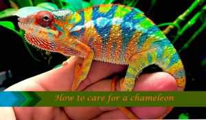 How to care for a chameleon
