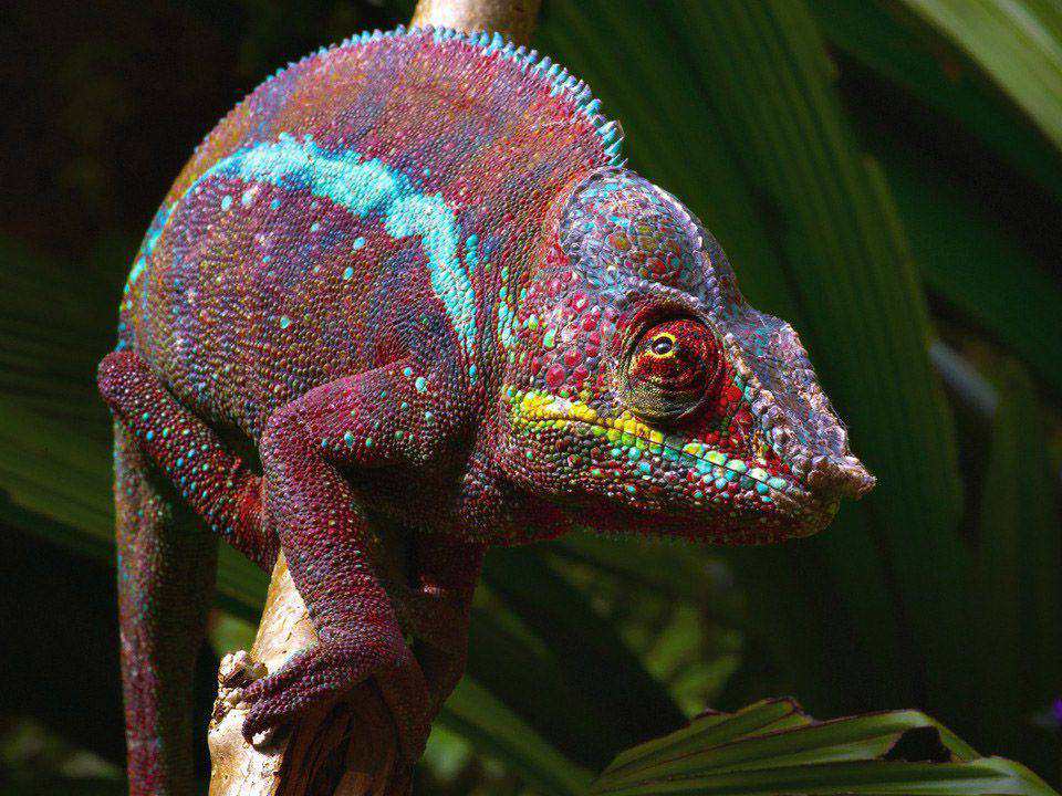 Panther Chameleon Care Information - Pet Animal World