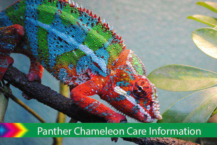 Panther Chameleon