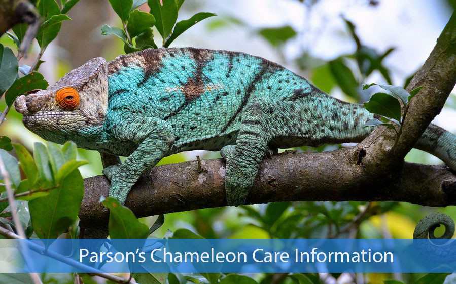 parson's chameleon care
