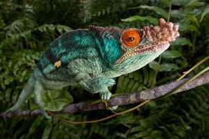 parsons chameleon