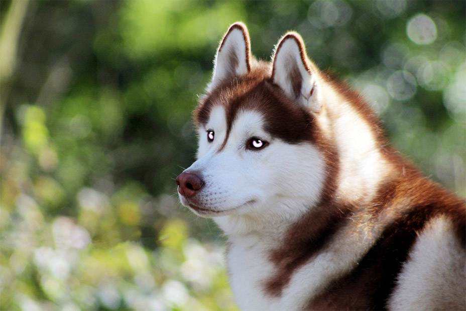 Types And Breeds Of Husky Dogs Pet Animal World