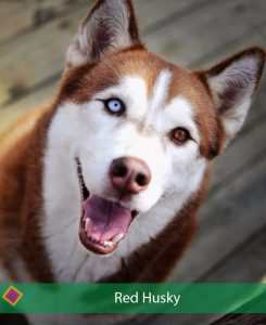 Red siberian Husky