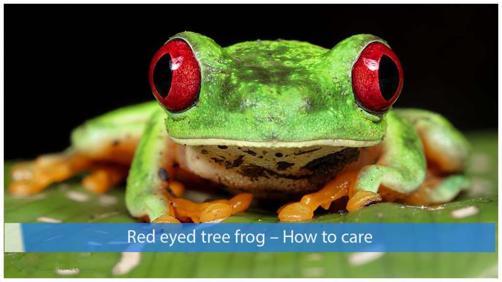 red eyed tree frog