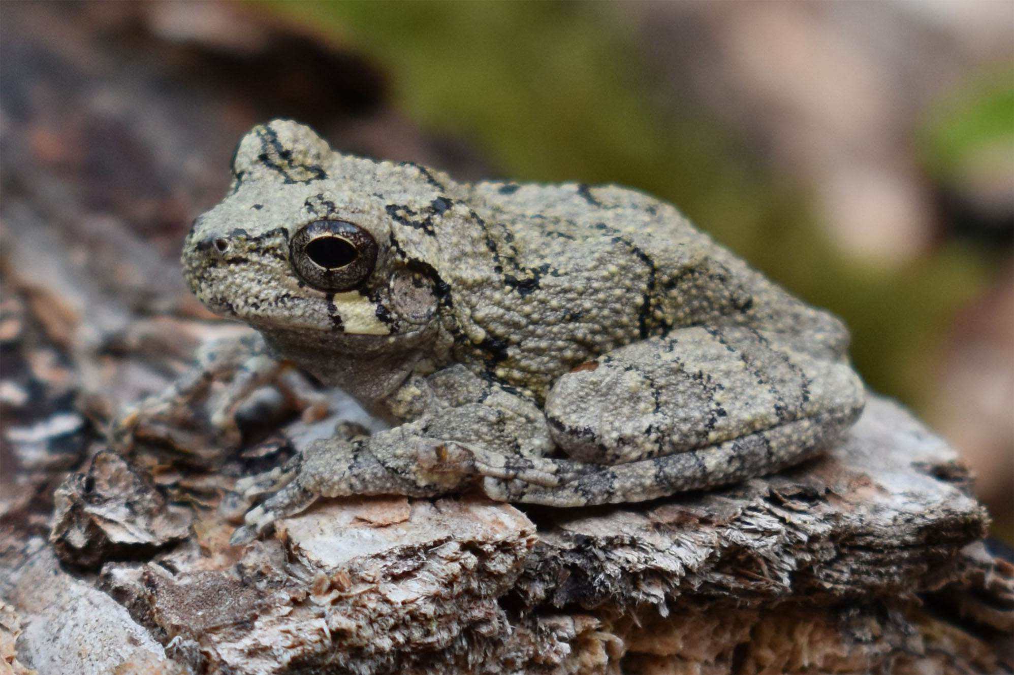 cope's gray tree frog call