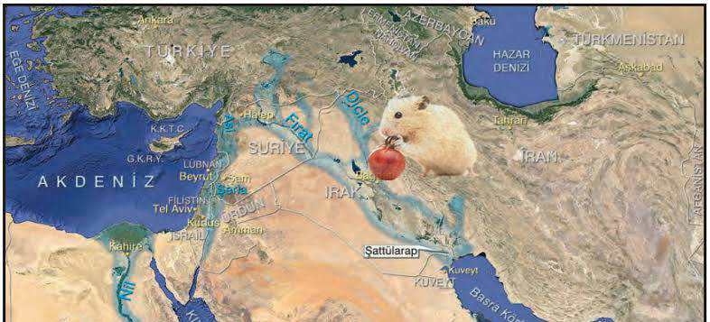 Where do hamsters come from? where do hamsters come from