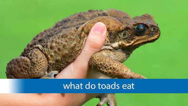 what do baby toads eat