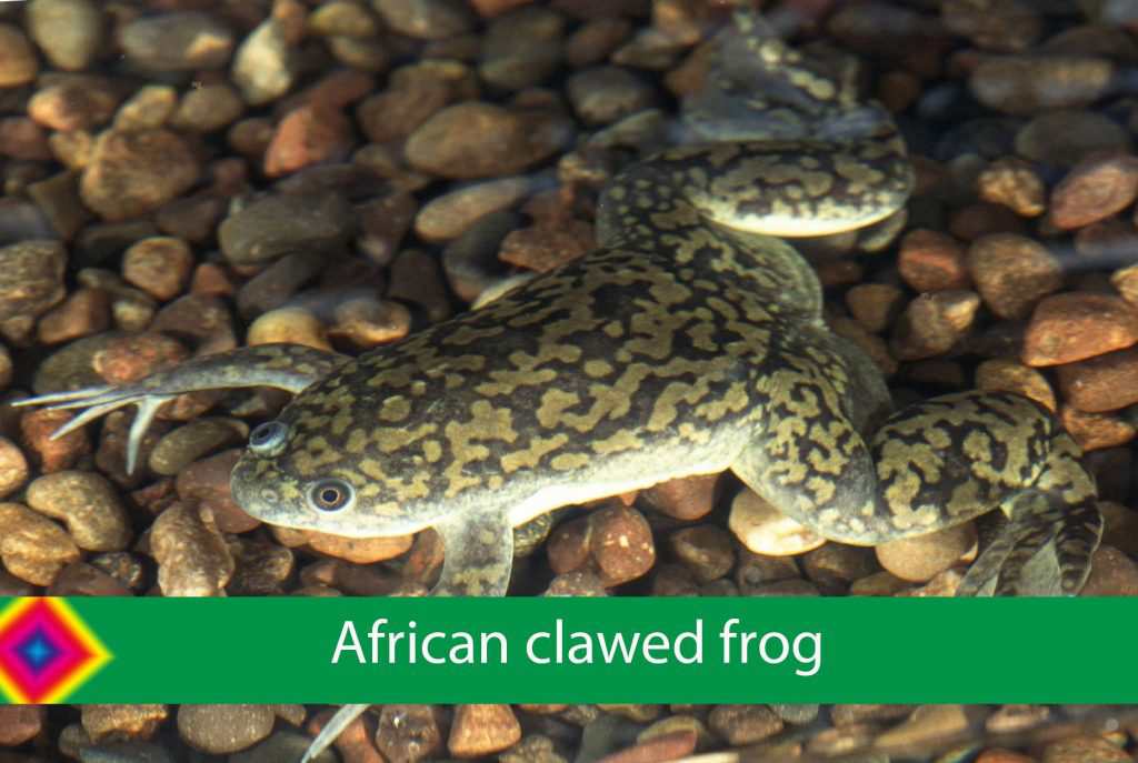 africa clawed frog care