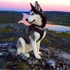 Types And Breeds Of Husky Dogs