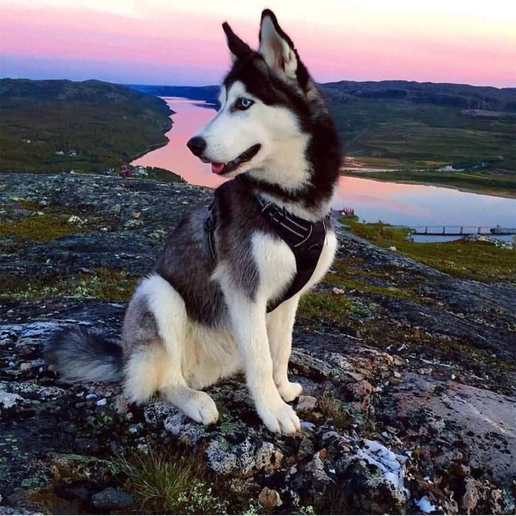black and white husky breed