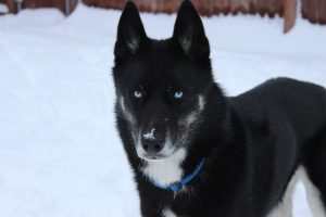 black siberian husky