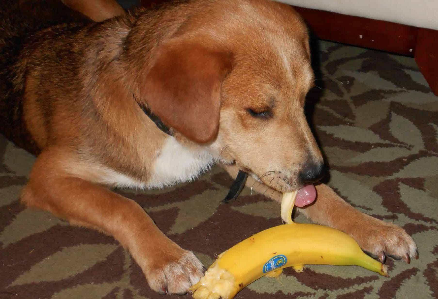 Можно собаку съесть. Собака банан. Собака ест банан. Щенок ест банан. Собака кушает банан.