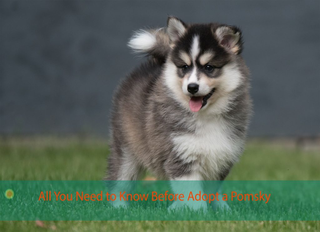pomsky puppies for adoption